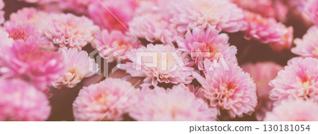 Nature floral background. Flowering chrysanthemum in the summer garden. Horizontal banner Nature floral background. Flowering chrysanthemum in the summer garden. Horizontal banner 130181054
