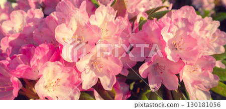 A rhododendron bush blooms in the garden 130181056