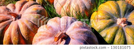 Crop of Pumpkins. Many Pumpkins on the hay. Autumn background. Halloween Thanksgiving Autumn Harvest background. Horizontal banner 130181075
