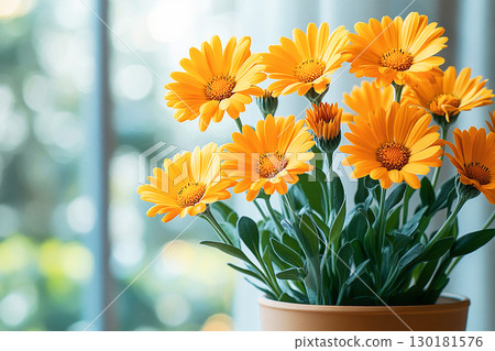 Bush is grow in ceramic pot. Calendula plant with yellow flowers in pot on a white background. Close-up of a potted medicinal herb. Bush is grow in ceramic pot. Calendula plant with yellow flowers in pot on a white background. Close-up of a potted medicinal herb. 130181576