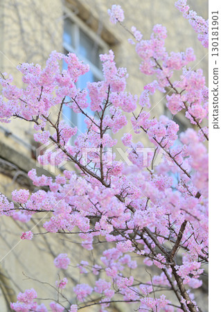 Early-blooming "Harumeki" cherry blossoms at the former Seitoku Junior High School in spring 2024 130181901