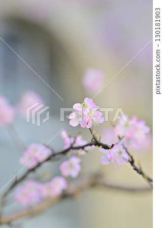 Early-blooming "Harumeki" cherry blossoms at the former Seitoku Junior High School in spring 2024 130181903