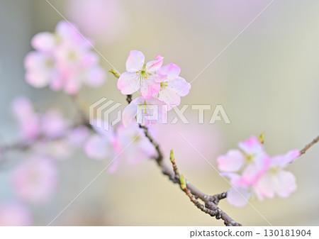 Early-blooming "Harumeki" cherry blossoms at the former Seitoku Junior High School in spring 2024 Early-blooming "Harumeki" cherry blossoms at the former Seitoku Junior High School in spring 2024 130181904