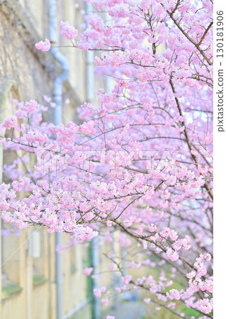 Early-blooming "Harumeki" cherry blossoms at the former Seitoku Junior High School in spring 2024 Early-blooming "Harumeki" cherry blossoms at the former Seitoku Junior High School in spring 2024 130181906