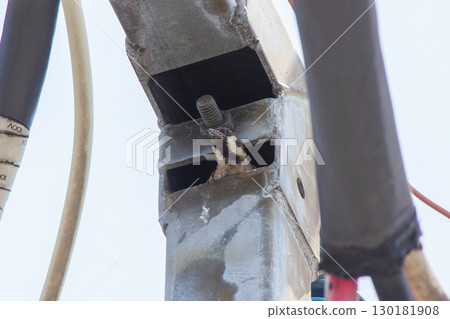 電線桿上的 D 形支架使麻雀能夠出來養育幼鳥 130181908