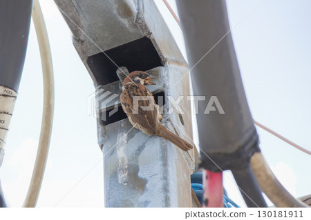 Sparrows raising their young on the D-shaped bracket of a utility pole Sparrows raising their young on the D-shaped bracket of a utility pole 130181911