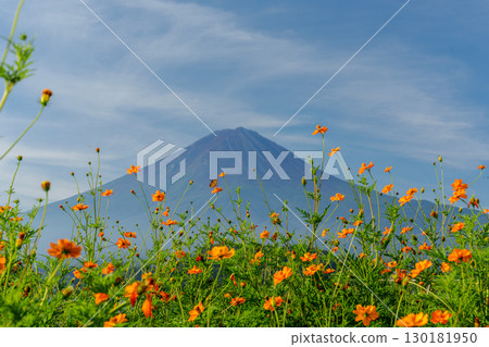 Summer Mt. Fuji Tour: Lake Kawaguchi, Oishi Park 130181950