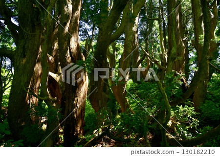 Cedar forest of Mt. Donden on Sado Island 130182210