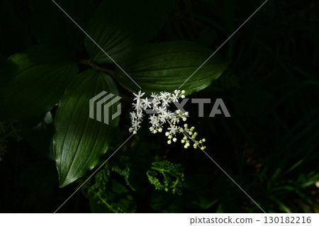 Wildflowers blooming on Mount Donden on Sado Island: Large-leaved bamboo grass 130182216