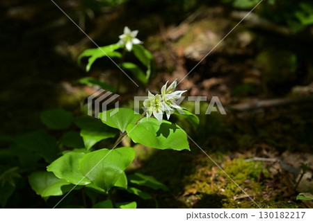 佐渡島東登山盛開的野花-千尾百合 佐渡島東登山盛開的野花-千尾百合 130182217