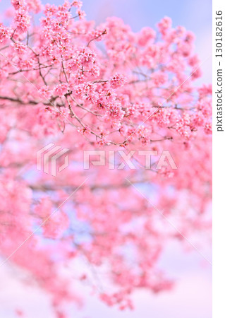 長德寺岡龜櫻花盛開，2024 年春季 130182616