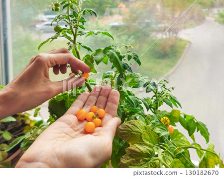 arms examing of homegrown small yellow tomatoes 130182670