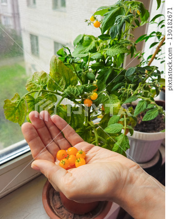 woman hand harvesting dwarf yellow tomato cherry woman hand harvesting dwarf yellow tomato cherry 130182671