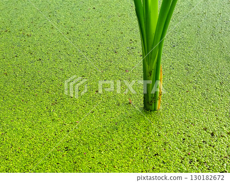 Calamus ordinary and duckweed floating algae 130182672