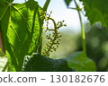Grona of grapes at birth, green vineyard 130182676