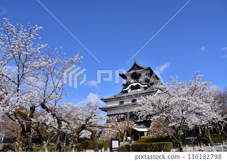 Inuyama City, Aichi Prefecture, Japan: Inuyama Castle in spring and cherry blossoms in full bloom, Japan's oldest national treasure castle tower and beautiful blue sky Inuyama City, Aichi Prefecture, Japan: Inuyama Castle in spring and cherry blossoms in full bloom, Japan's oldest national treasure castle tower and beautiful blue sky 130182798