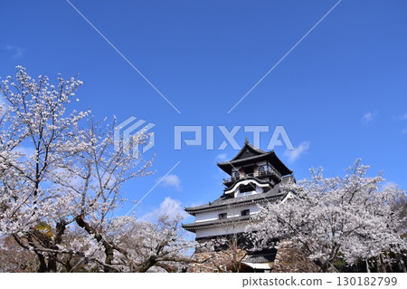 Inuyama City, Aichi Prefecture, Japan: Inuyama Castle in spring and cherry blossoms in full bloom, Japan's oldest national treasure castle tower and beautiful blue sky 130182799