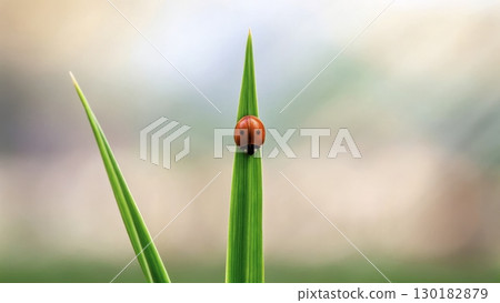 Bright red ladybug perched on a green blade of grass in a tranquil outdoor setting  130182879