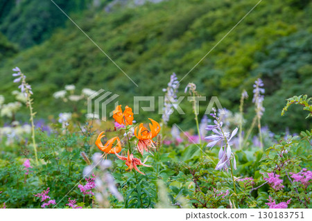 Daisen Utopia Course Flowers in the Flower Fields 1, Daisen Town, Saihaku District, Tottori Prefecture 130183751