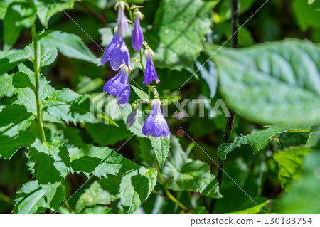 [Japan's 100 Famous Mountains] Mt. Daisen, Mount Hoju, Sobana flowers blooming on Mt. Daisen, Saihaku District, Tottori Prefecture 130183754