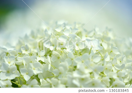 The charm of flowers that bloom in every season 130183845