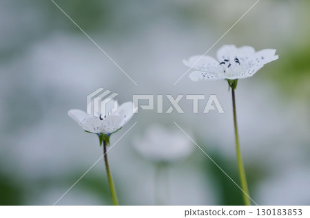 The charm of flowers that bloom in every season 130183853