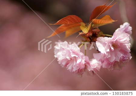 The charm of flowers that bloom in every season The charm of flowers that bloom in every season 130183875