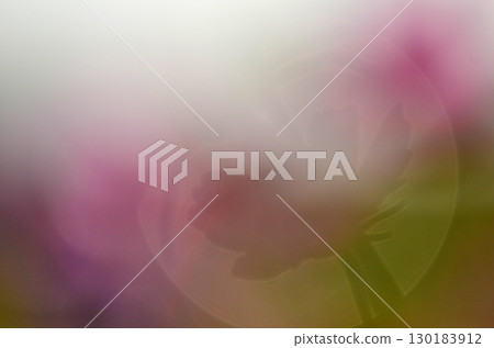 The charm of flowers that bloom in every season The charm of flowers that bloom in every season 130183912