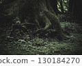 深林樹根 130184270