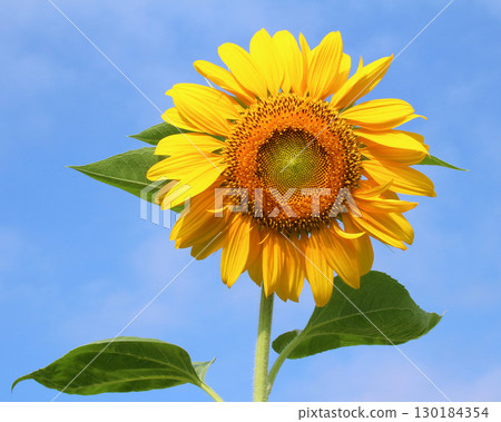 Sun Flower  130184354