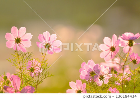 四季盛開的花朵的魅力與美麗 130184434