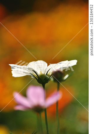 四季盛開的花朵的魅力與美麗 130184452