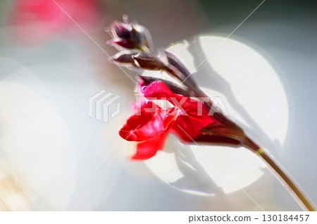 四季盛開的花朵的魅力與美麗 130184457