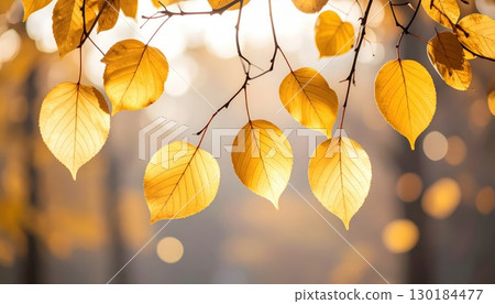 《AI Image》Autumn leaves 130184477