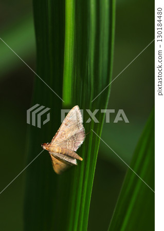 一隻成年螟蛾（螟蛾科的一種）潛伏在紫芒的陰影下（使用閃光燈對自然環境中的昆蟲進行微距攝影） 130184480