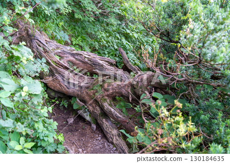 [Japan's 100 Famous Mountains] Mt. Daisen Utopia Course: Fallen trees and hiking trails, Daisen Town, Saihaku District, Tottori Prefecture 130184635