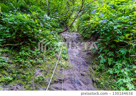 [Japan's 100 Famous Mountains] Mt. Daisen Utopia Course: Hydrangea flowers blooming on the chain section 2, Daisen Town, Saihaku District, Tottori Prefecture 130184638