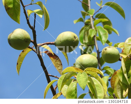 Karin fruit 130184718