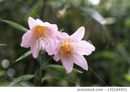 朝日山的姬百合 朝日山的姬百合 130184931