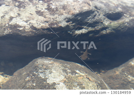 日本黑蠑螈寶寶 130184959