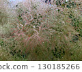 Smoke tree flowers wet with rain 130185266