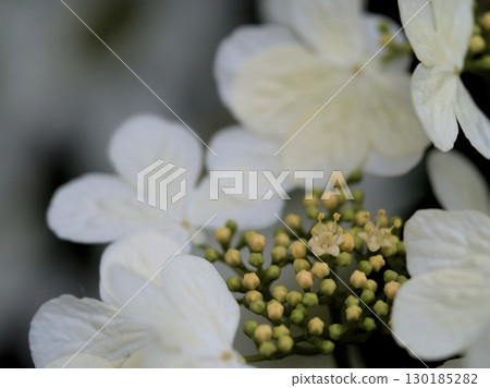The pretty white flowers of the Japanese yarrow bloomed on a cloudy day in May. The pretty white flowers of the Japanese yarrow bloomed on a cloudy day in May. 130185282