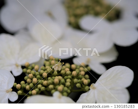 The pretty white flowers of the Japanese yarrow bloomed on a cloudy day in May. The pretty white flowers of the Japanese yarrow bloomed on a cloudy day in May. 130185283