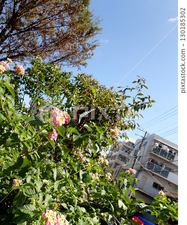Bluebottle and Lantana 130185302