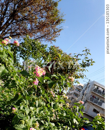 Bluebottle and Lantana 130185303