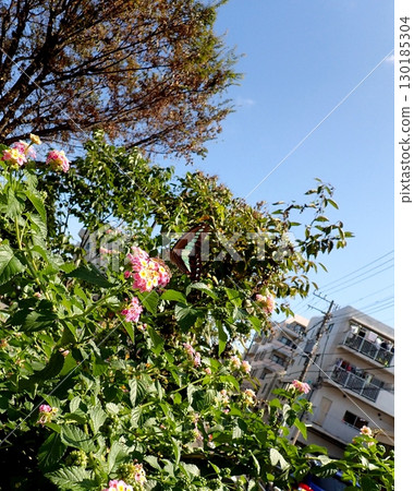 Bluebottle and Lantana 130185304