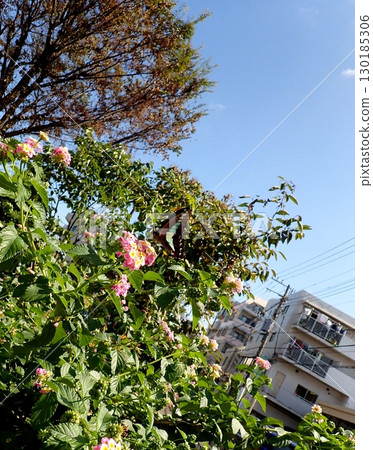 Bluebottle and Lantana Bluebottle and Lantana 130185306