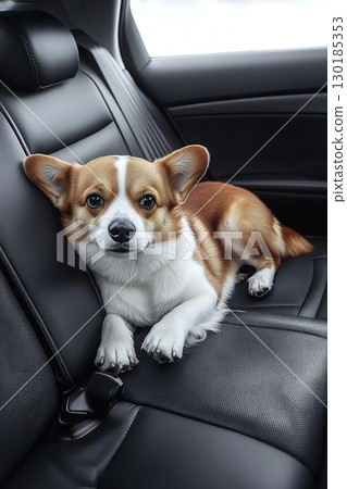 柯基犬在汽車後座休息 柯基犬在汽車後座休息 130185353
