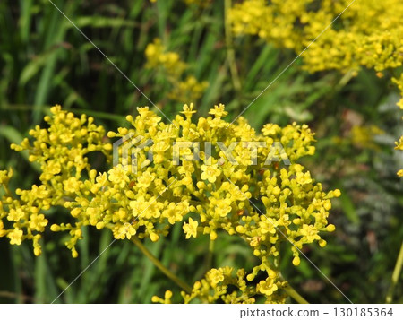 Ominaeshi, one of the seven autumn herbs 130185364