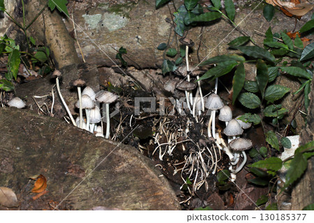 Self-dissolving Coprinus capita colony on rotten wood in the forest (vertical, outdoor field fungi and mushroom macro photography) 130185377